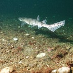 Lesser spotted Dogfish in midstream