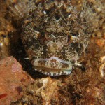 Long Spined Sea Scorpion Fish