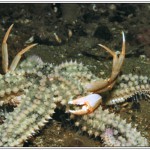 Spiny Starfish - Harbour crab victim