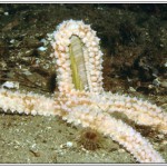 Spiny Starfish - Razorfish Victim