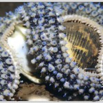 Spiny Starfish - Whelk Victim
